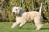 IRISH WHEATEN TERRIER 006